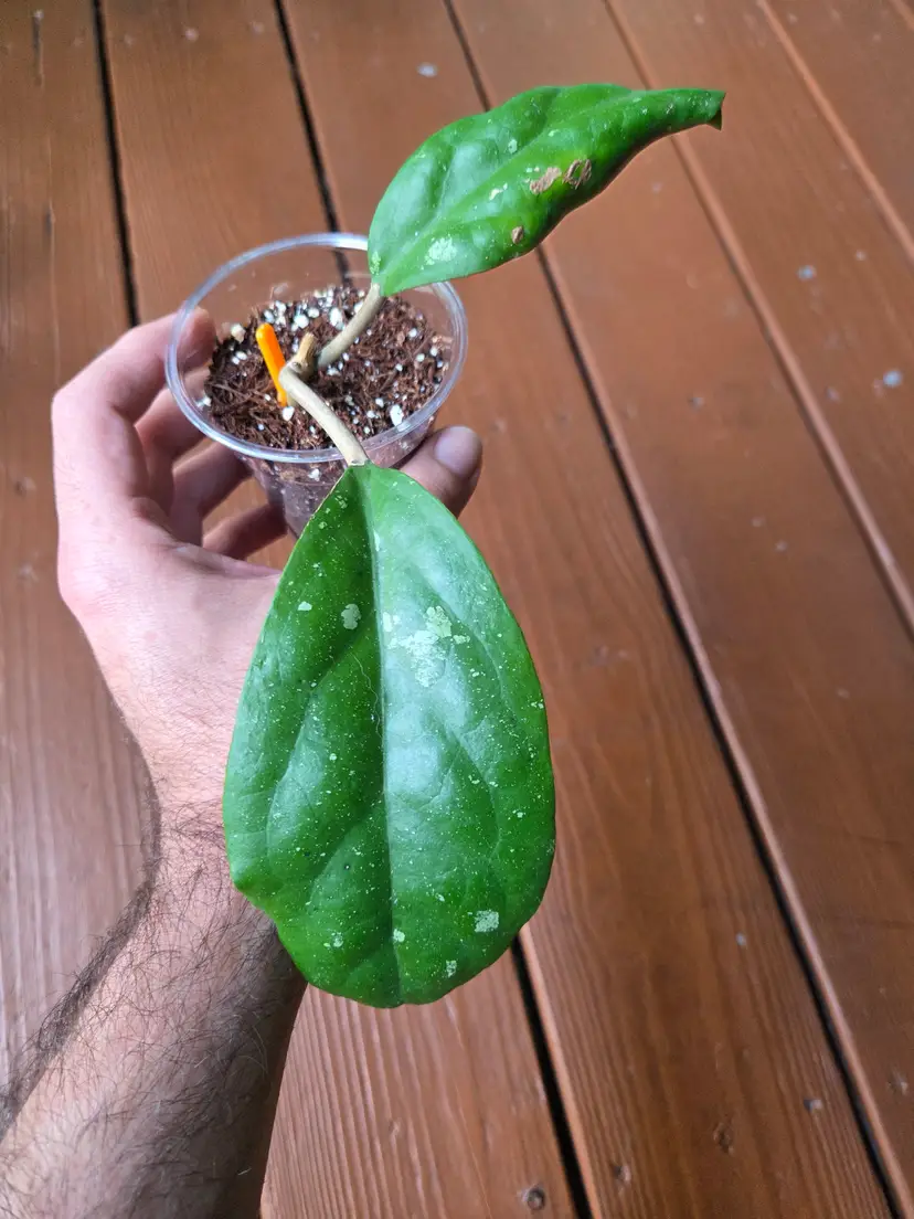 Hoya Dream Cloud RHM937 (AH733 X rigida epc605)