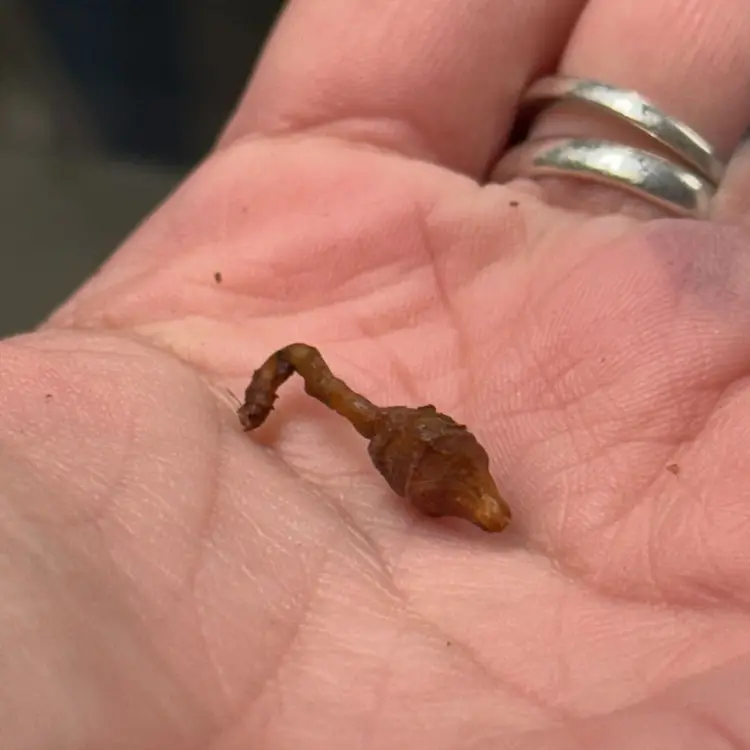 Alocasia Pink Bambino Corm