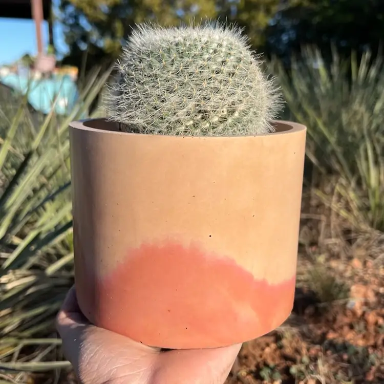 5” Peachy Concrete Planter