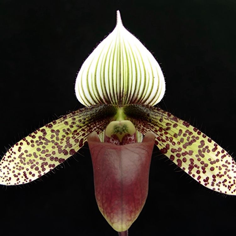 Spooky Paphiopedilum Mystery Box