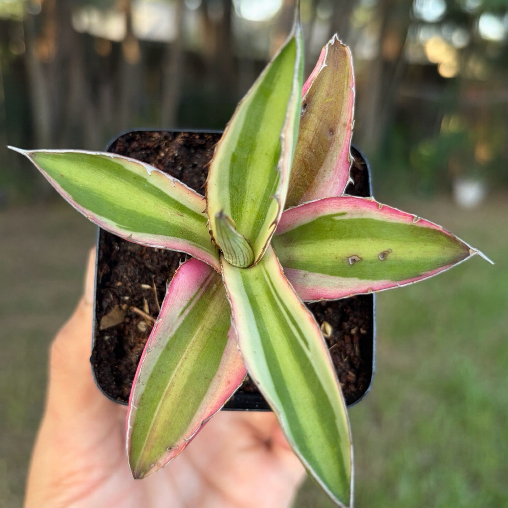 Overgrown Oasis · Agave Lophantha Quadricolor