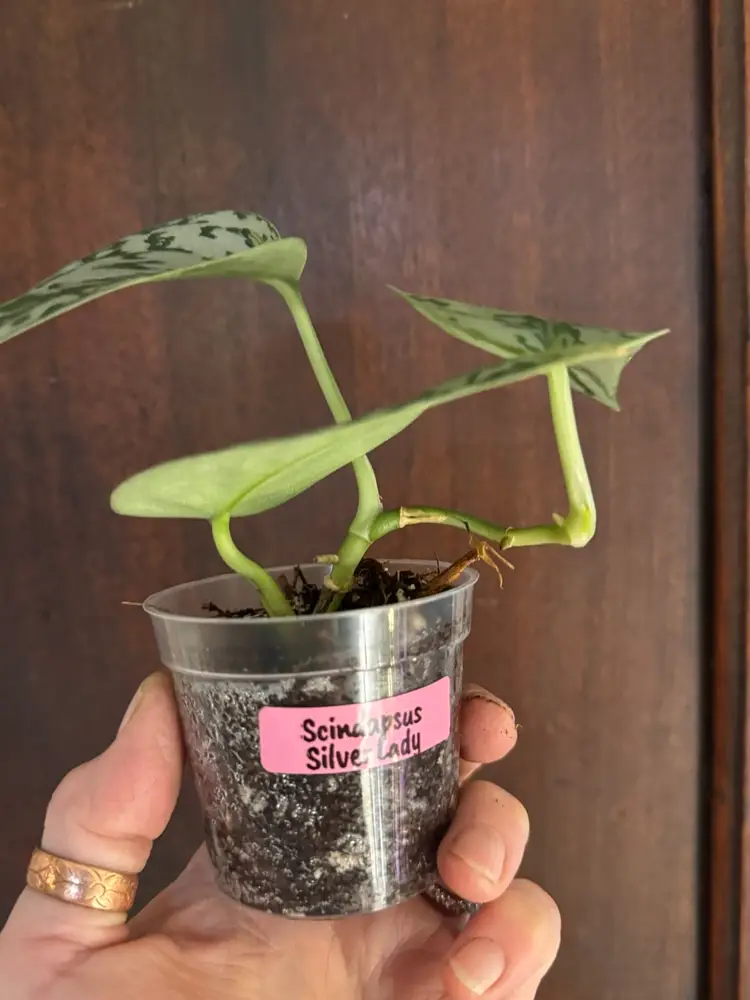 ‘Silver Lady’ Scindapsus rooted plant
