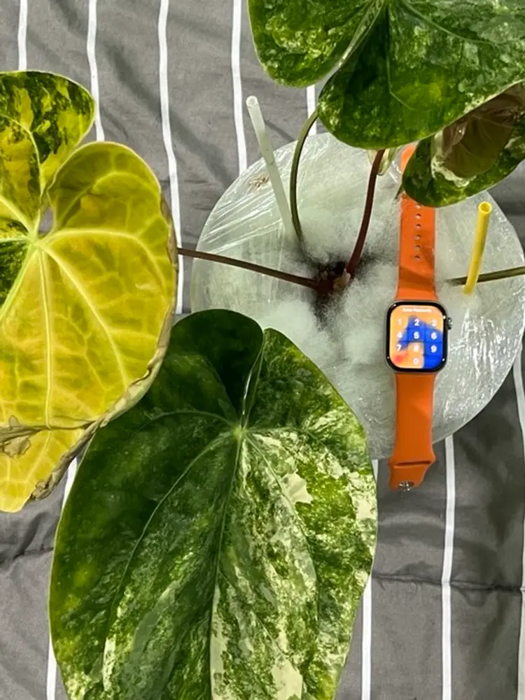 Thailand plant haul, Part 1