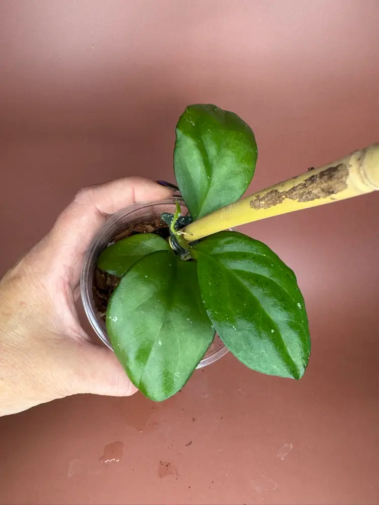 #3681 Nervosa x Joy OP
RHM2512-JLC5. * medium light