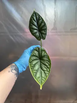 1026 | 3” Alocasia Dragon Scale