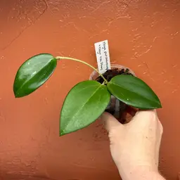 714 Hoya patcharawalai 023 x Hoya Hai Phong