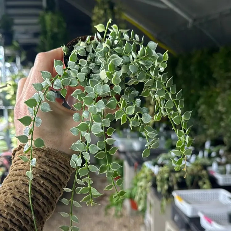 2 Inch Var. Million Hearts Dischidia