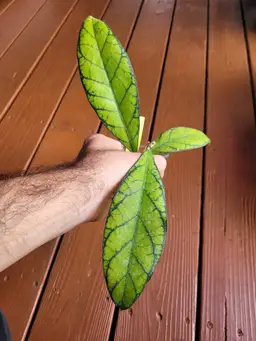 Hoya Callistophylla Sabah iml1762