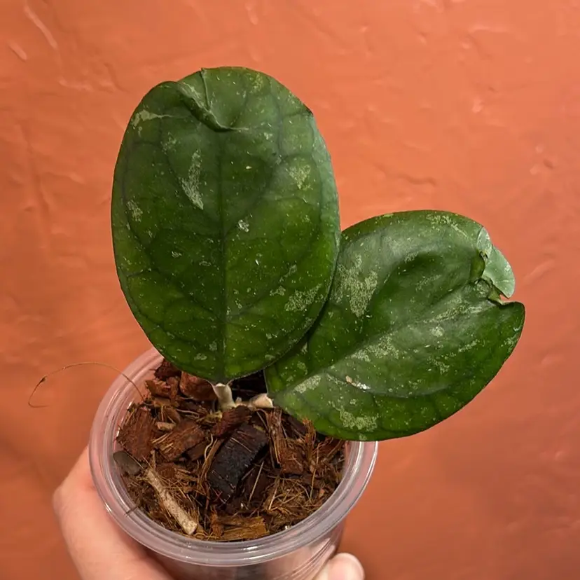 252 Hoya seedling selection by Ice Patcharawalai