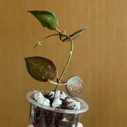 Hoya aff Burtoniae x Unk