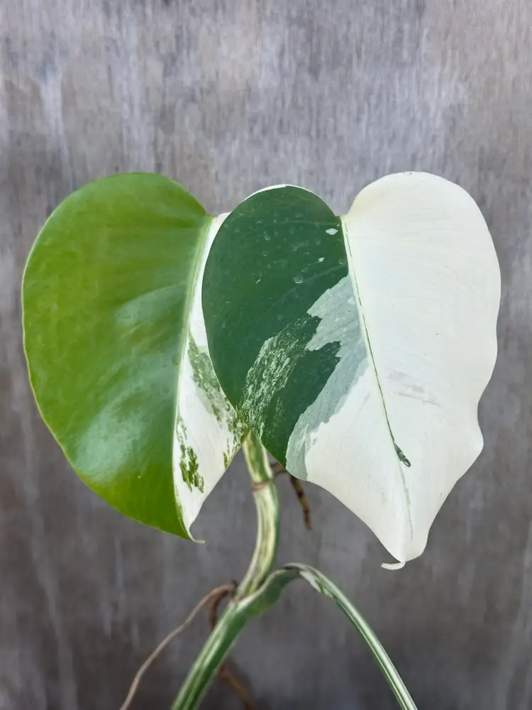 Monstera Borsigiana 'Albo' (16TFM03)