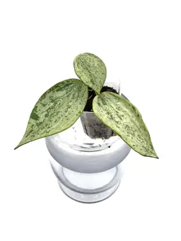 Hoya rangsan silver + Bonus Cutting