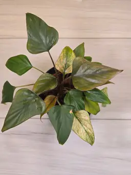 Homalomena Pink Diamond