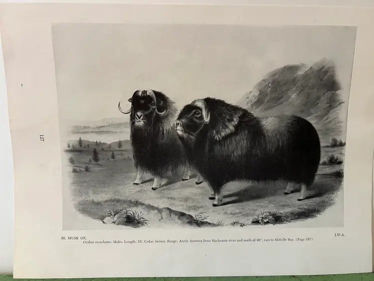 MUSK OX Vintage Audubon North America Print. 1951 12 x 8.5"