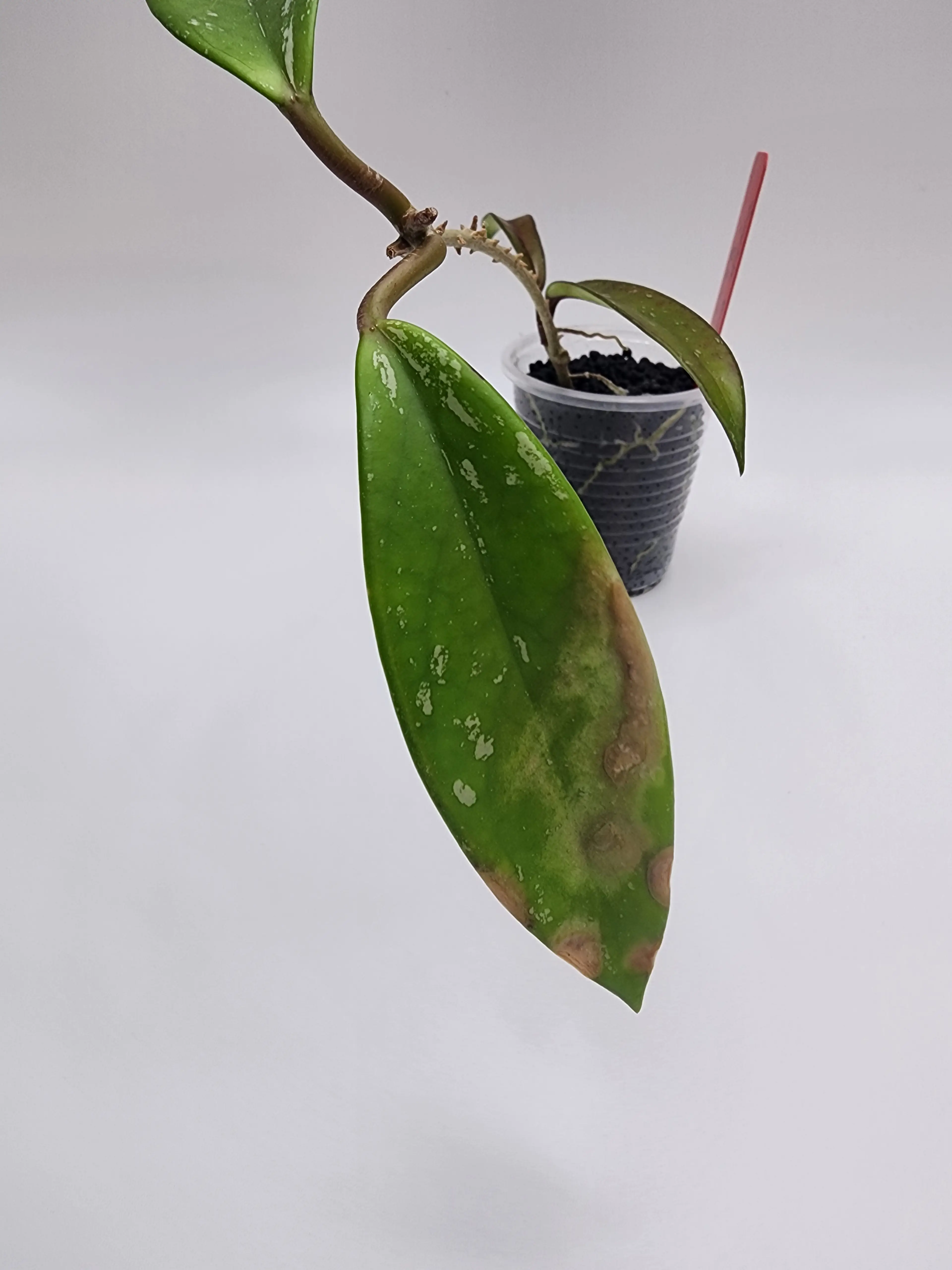 Image 2 of 3