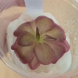 Pinguicula laueana (crimson red flower)