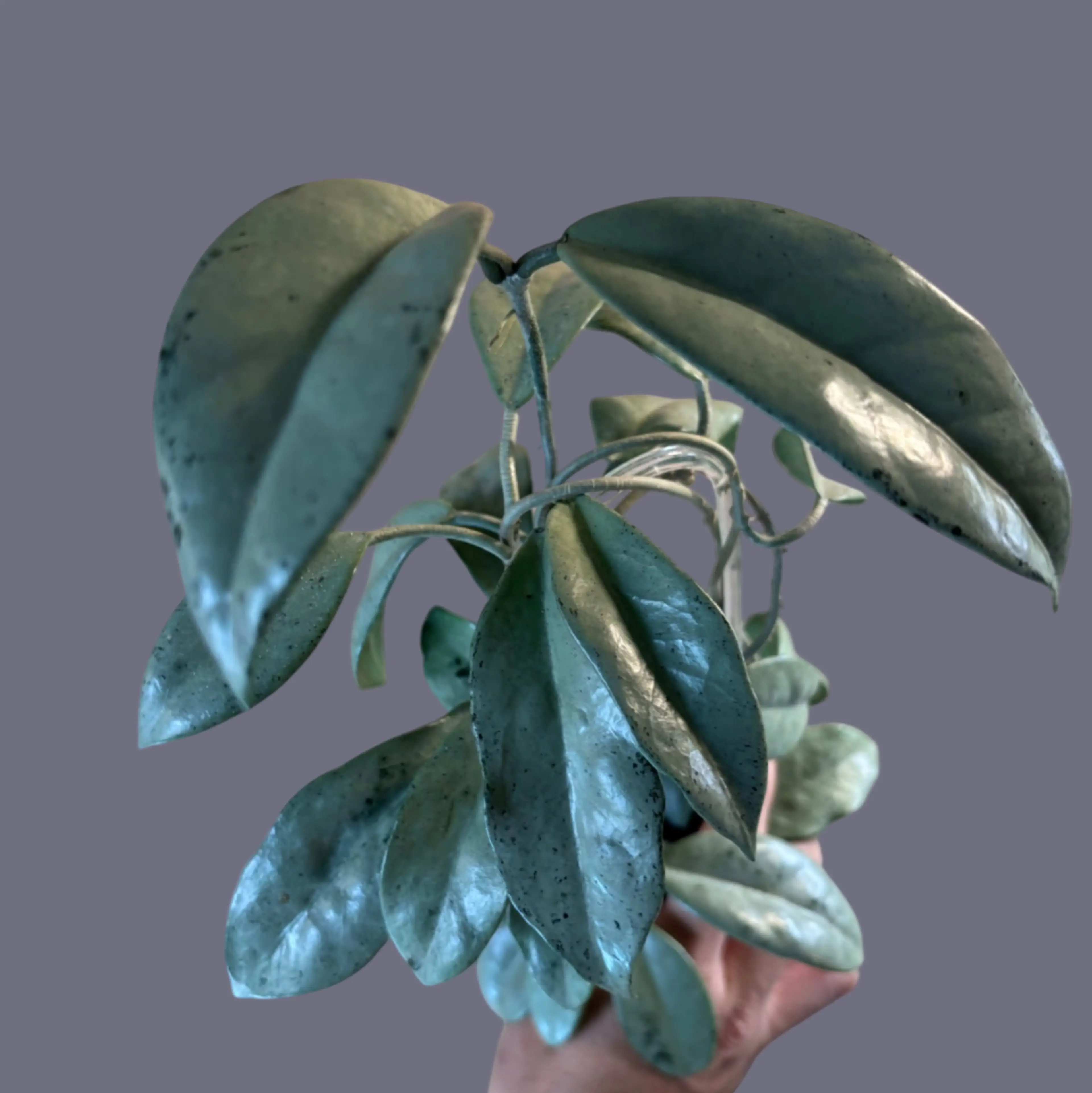 Image 2 of 2