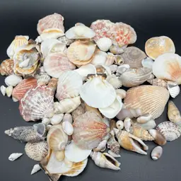 Seashells By The Seashore 15 Ounces