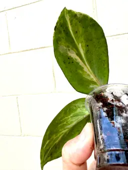 Hoya Nightmare Mid-Cut