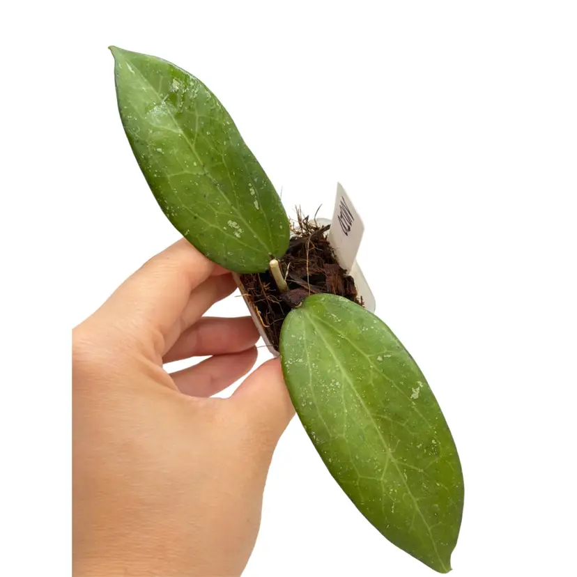 Hoya NO ID