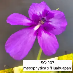 SC-207 Pinguicula mesophytica x 'Huahuapan'