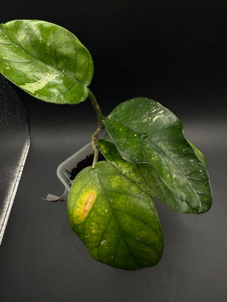 Hoya Tam Dao