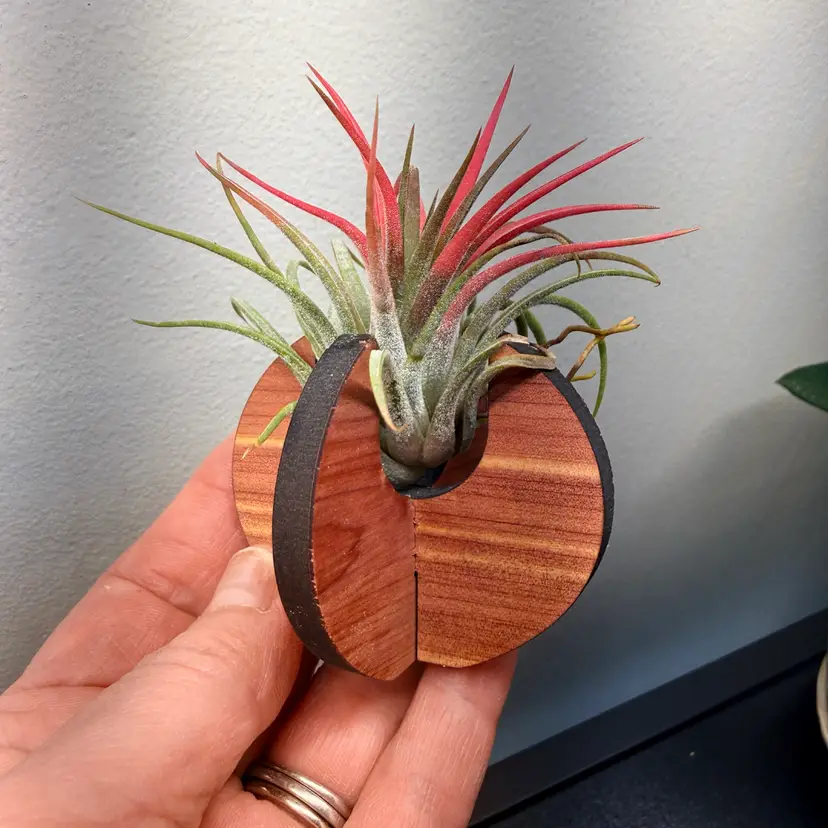 Cedar Airplant Stand