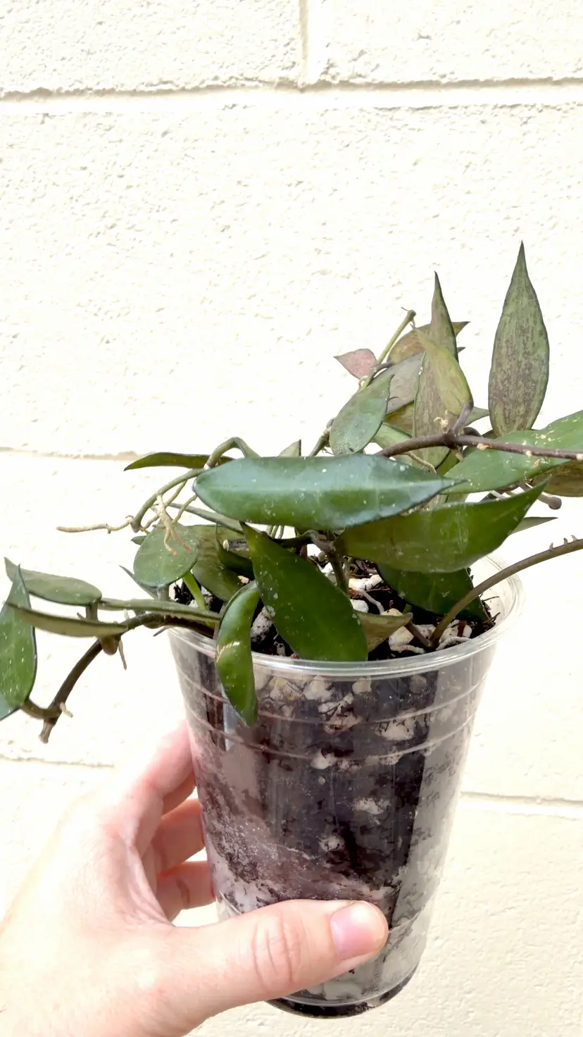 Lacunosa Malaysia 4” Pot