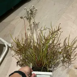 Large drosera binata