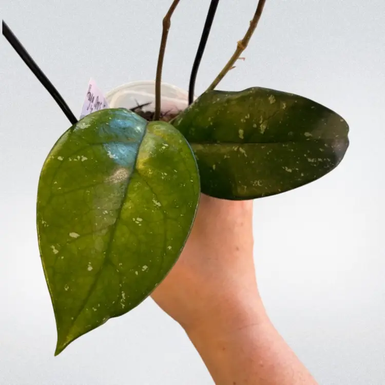 Hoya SMS ‘Gayle’