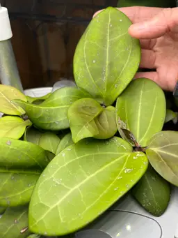 Emily's Exclusive Seedling Box