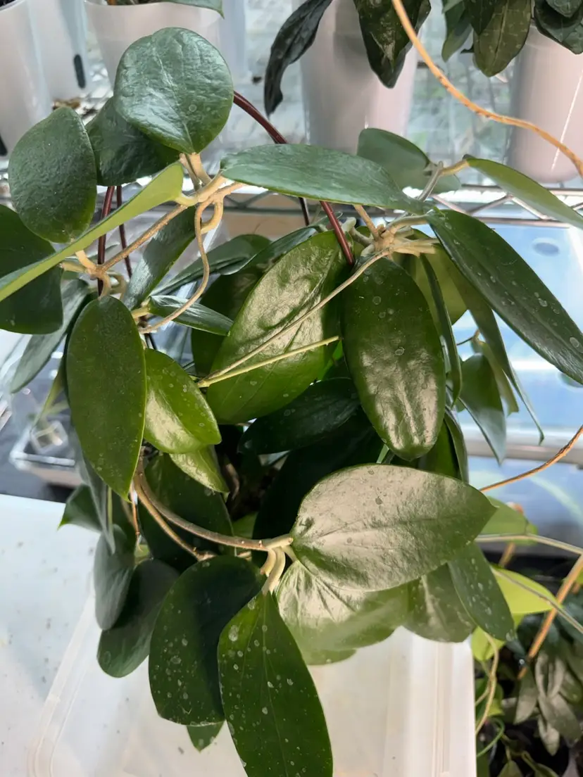 Aldrichii 4 nodes cutting