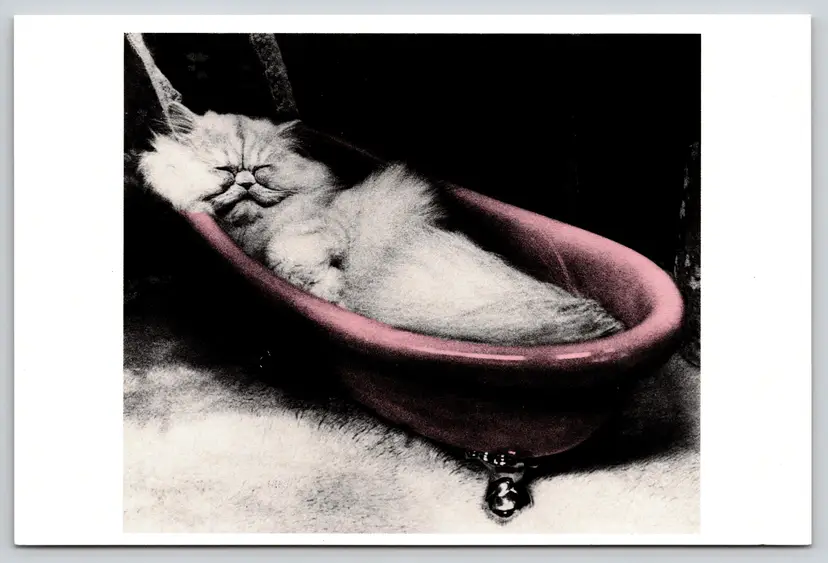 Postcard Fluffy Cat Sleeping in Pink Bathtub Felis catus 1996 - 13600