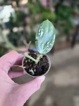 47. latifolia Silver