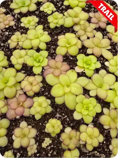 Seed Grown Pinguicula and More!