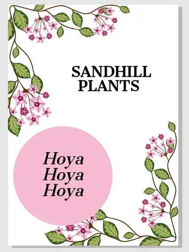 Hoyas & UPT Unboxing