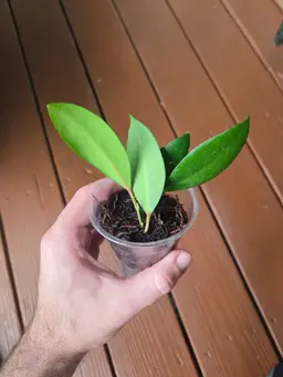 Hoya BL601