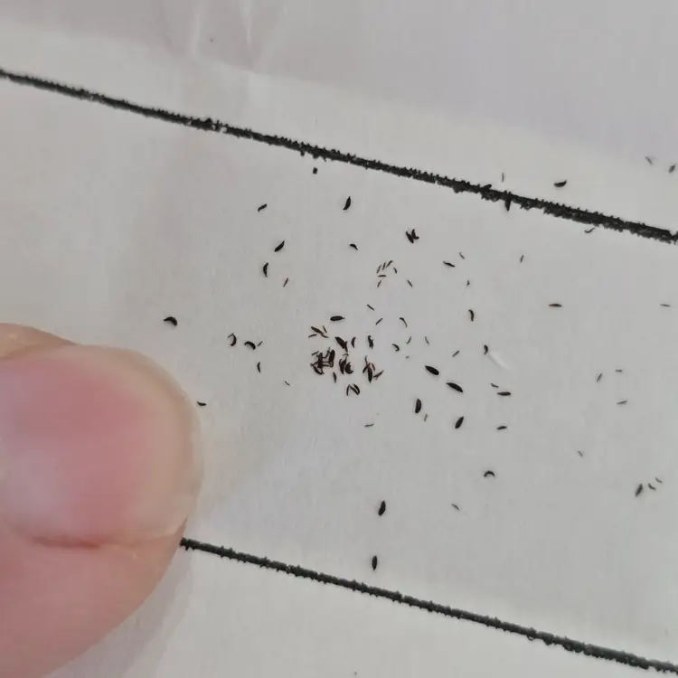 SEEDS Pinguicula lilacina