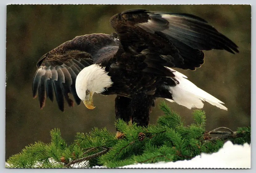 Postcard Bald Eagle National Audubon Society Haliaeetus leucocephalus Bird - 9731