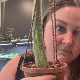 Variegated Monkey tail