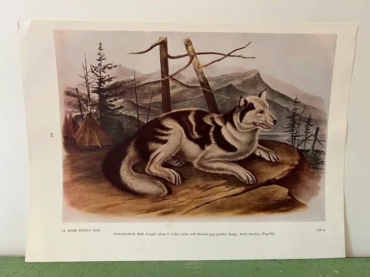 HARE INDIAN DOG Vintage Audubon North America Print. 1951 Full Color 12 x 8.5"