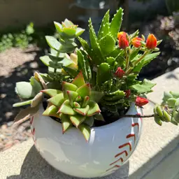 It’s Baseball Succulent Season In CALIFORNIA!