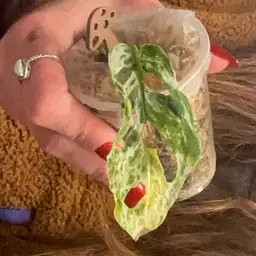 Monstera Laniata Mint Mottled