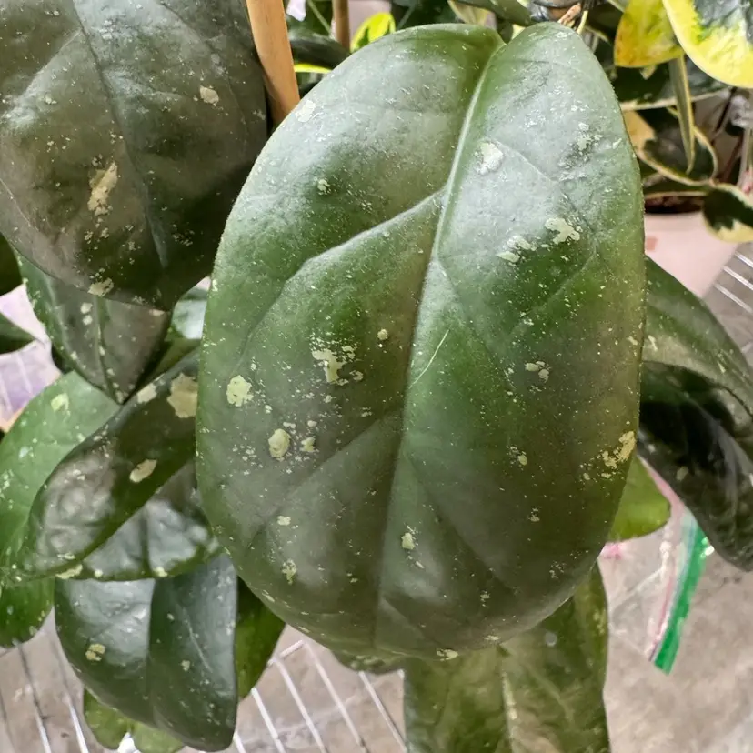 Leoensis (viola x fuscomarginata) UPT
1node 1 leaf