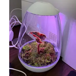 Chihiros Tiny Egg Terrarium
