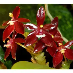 Phalaenopsis cornu-cervi