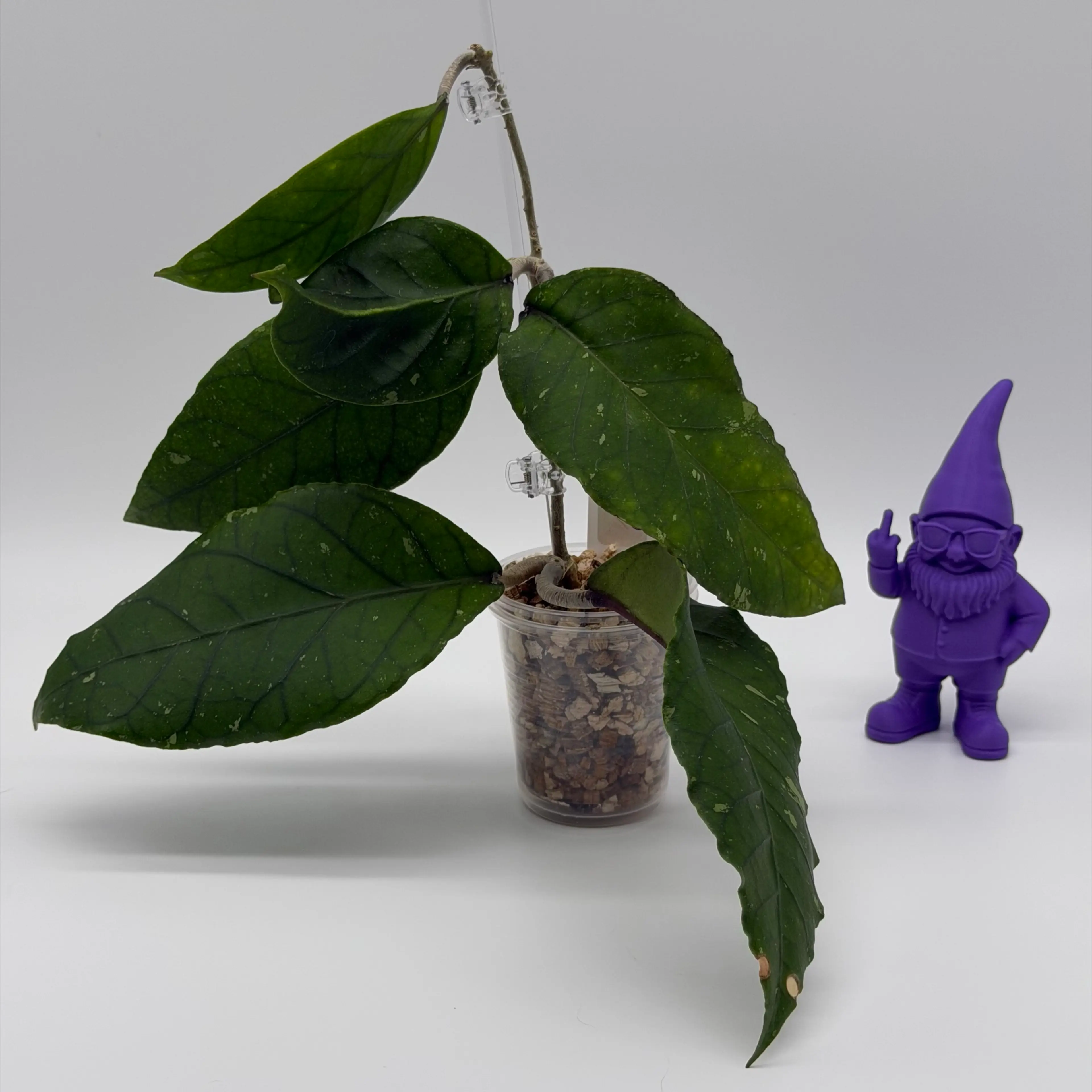 Image 2 of 3