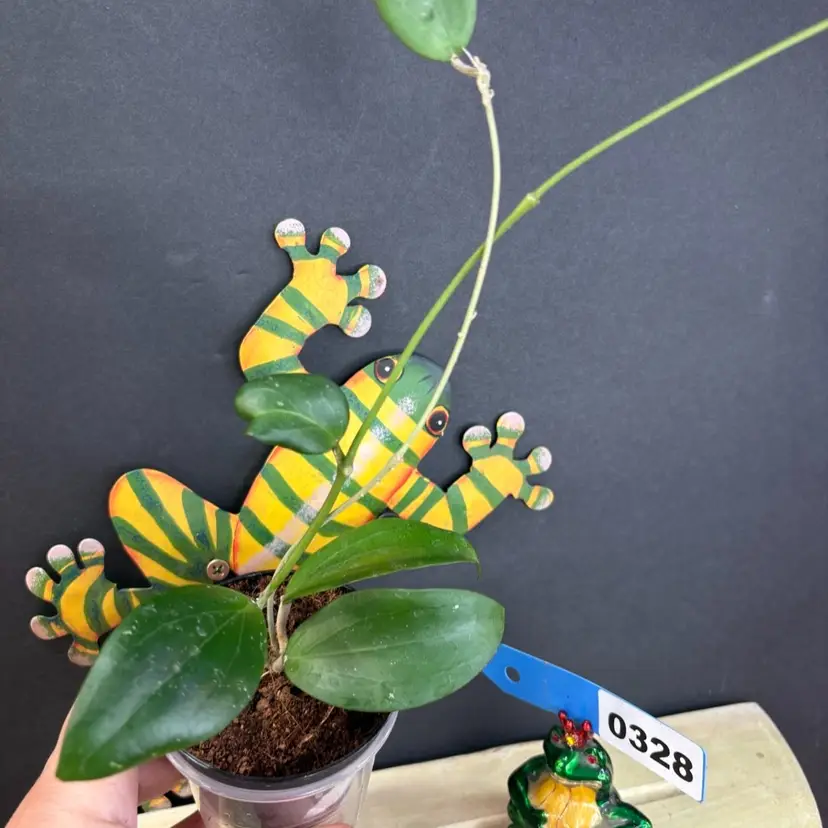 328	Erythrina x jennifer yellow flowers