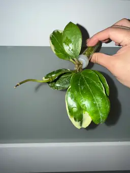 HOYA QUINQUENERVIA ‘LITTLE PLU’