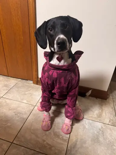 The Mini Trinket Show with Kiwi Bird Crafts 